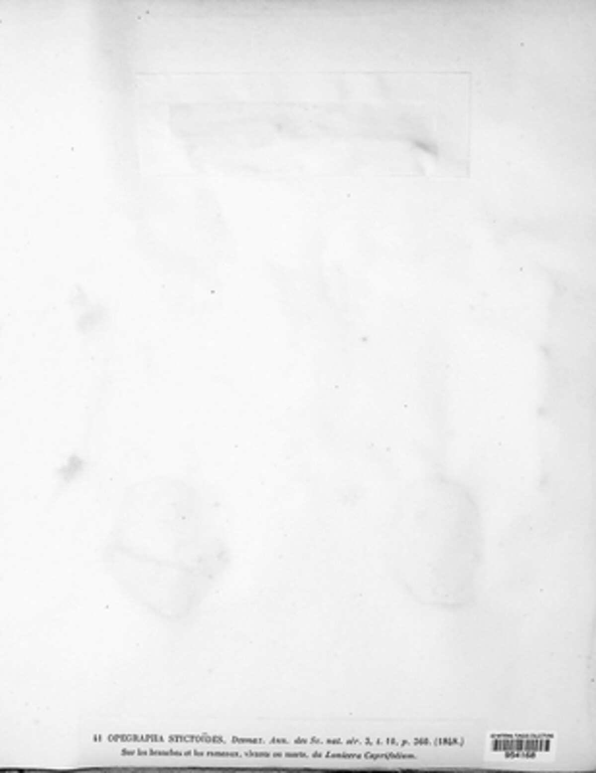 Opegrapha stictoides image